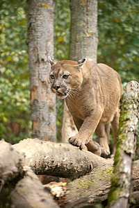 美洲狮猫科林地野生动物捕食者猫咪生物动物哺乳动物大猫草原图片