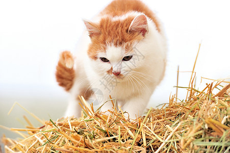 猫在稻草上乐趣猫科好奇心毛皮宠物棕色橙子鼻子晶须冒充图片