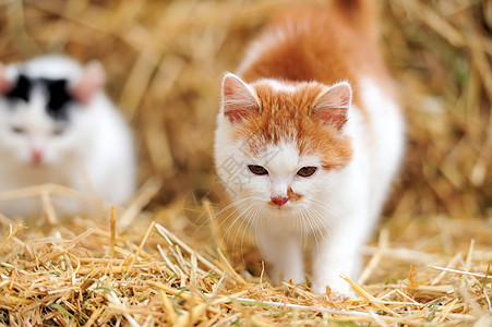 猫在稻草上冒充动物幽默毛皮猫科虎斑红色鼻子宠物棕色图片