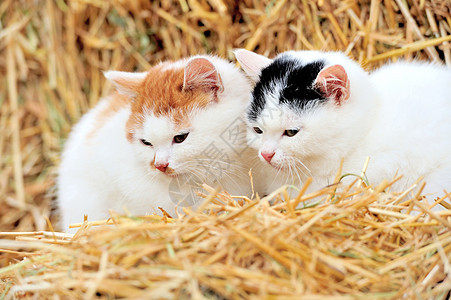 猫在稻草上好奇心小猫虎斑棕色毛皮鼻子快乐红色冒充柔软度图片