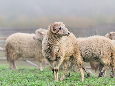 美利奴羊哺乳动物暴民母羊肋骨农场动物兴趣绵羊青少年库存背景