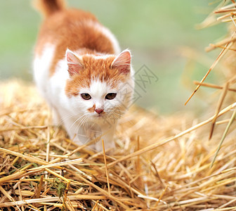 猫在稻草上小猫柔软度动物鼻子晶须快乐哺乳动物棕色友谊冒充图片