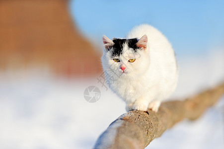 猫类动物好奇心虎斑乐趣小猫哺乳动物毛皮宠物冒充友谊图片