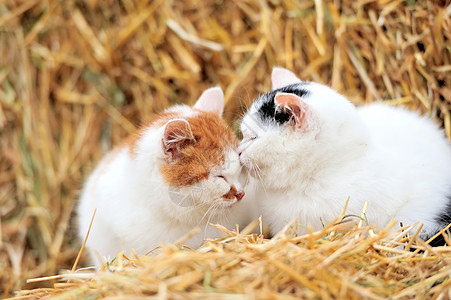 猫在稻草上动物虎斑橙子晶须猫科好奇心幽默白色鼻子小猫图片