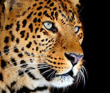 豹式肖像猫科捕食者食肉丛林荒野公园哺乳动物野生动物危险环境图片