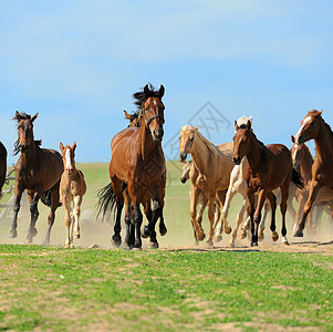 马野兽灰尘小马速度运动赛跑者动物野生动物农业动物群图片