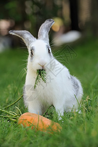 兔子兔雏菊草地眼睛魅力萝卜婴儿农场女性野生动物耳朵图片
