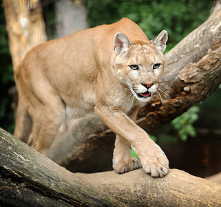 美洲豹休息猫咪多面手猫科野生动物草原捕食者动物大猫林地图片