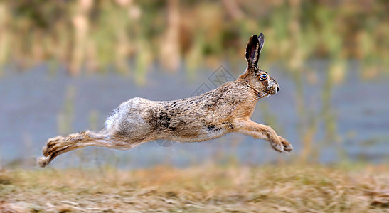 兔子兔头发动物群野兔跑步手表动物农场野生动物场地天兔图片