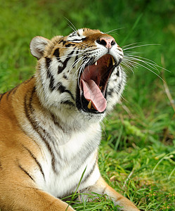 老虎野生动物猎人猫科植物群栖息地毛皮侵略动物群食肉荒野图片