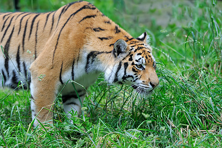 老虎栖息地丛林眼睛动物群危险动物侵略荒野植物群野猫图片