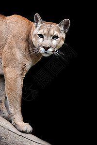 美洲豹猫科休息野生动物多面手大猫生物哺乳动物林地动物猫咪图片