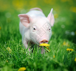 青草上的小猪生活场地场景动物猪肉尾巴草地农场鼻子好奇心图片