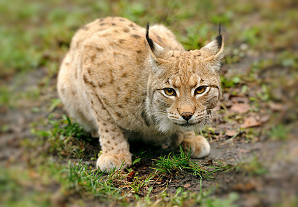 青年林毛皮木头野生动物眼睛猎人捕食者头发山猫草地食肉图片