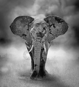 大象动物眼睛獠牙危险荒野威胁皮肤哺乳动物濒危丛林图片