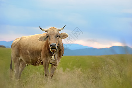 母牛的自然性质牧场环境草地哺乳动物农场高山蓝色天空土地晴天图片