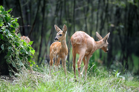 森林中的幼鹿牧场森林獐子毛皮动物栖息地动物群荒野打猎季节图片