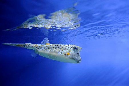水下现场热带殖民地异国旅行浮潜蓝色动物潜水生活假期图片