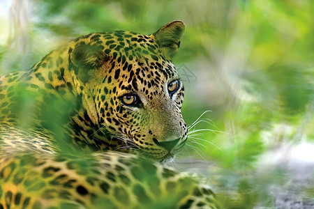 豹型猫科胡须环境哺乳动物野生动物食肉眼睛豹属毛皮丛林图片