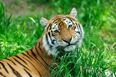 老虎野生动物哺乳动物猎人愤怒荒野丛林橙子侵略猫科危险图片