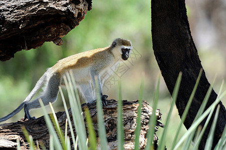 活性猴子旅行森林毛皮荒野母亲野生动物公园女性生态婴儿图片