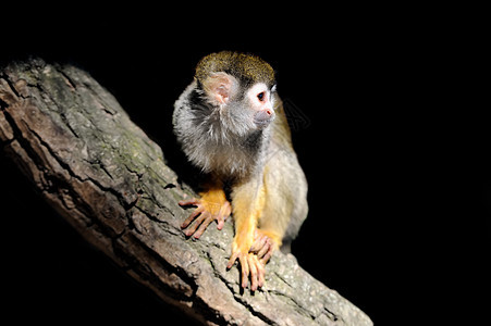 猴子灵长类耳朵鼻子野生动物婴儿尾巴松鼠荒野鼠属毛皮图片