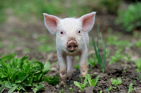 农场的猪肉食物小猪哺乳动物家畜动物草地鼻子场地尾巴生活图片