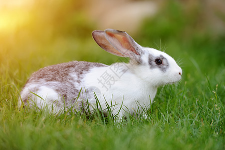 兔子兔野生动物野兔毛皮雏菊眼睛婴儿太阳花园农场动物群图片