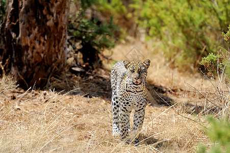 豹型哺乳动物毛皮食肉猎人眼睛环境野生动物荒野捕食者公园图片