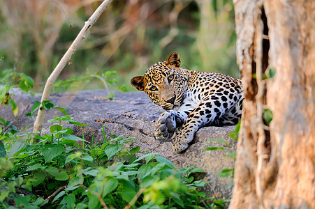 豹型猫科捕食者猎人动物哺乳动物豹属毛皮胡须荒野食肉图片