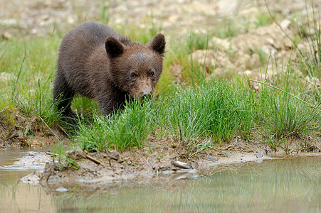 棕熊幼崽针叶林捕食者家族小熊动物幼兽荒野婴儿森林原始森林图片