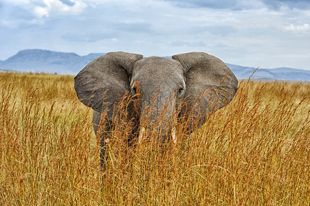 大象公园荒野濒危耳朵大草原厚皮獠牙小牛国家动物图片