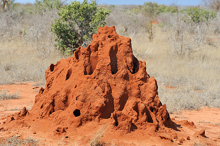 铁环领土公园殖民地昆虫蚂蚁白蚁野生动物沙漠地面动物图片