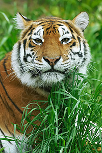 老虎眼睛毛皮危险动物豹属野猫猎人丛林侵略条纹图片