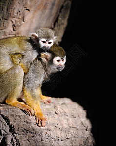 普通松鼠猴森林尾巴生物灭绝鼠属哺乳动物毛皮灵长类荒野丛林图片