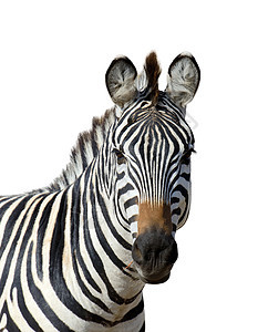 白色背景上的斑马大草原动物群野生动物旅行公园冒险食草荒野皮肤黑色图片