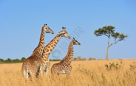 肯尼亚国家公园的Giraffe动物乐趣耳朵脖子哺乳动物食草旅行大草原喇叭野生动物图片