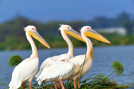 白色大白假期海岸海湾动物动物群眼睛鸟类野生动物海滩水鸟图片