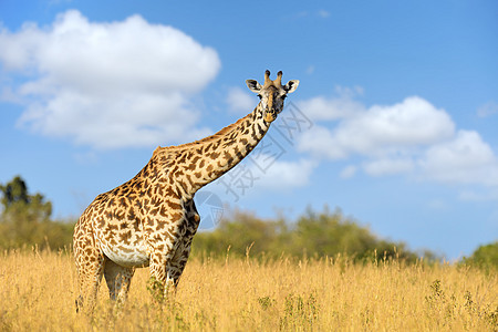 肯尼亚国家公园的Giraffe旅行乐趣脖子野生动物食草动物荒野哺乳动物鼻子热带图片