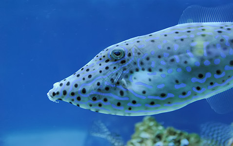 水下现场浮潜盐水游泳海洋水族馆动物假期情调生活学校图片