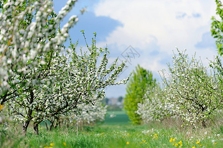 春天苹果树的白花开图片