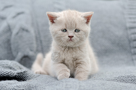 灰布的小小猫咪说谎毛皮爪子孩子婴儿乐趣毯子猫科晶须动物背景图片