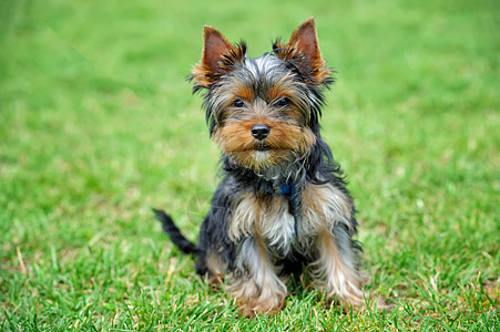 约克郡Terrier狗宠物毛皮伴侣公园家畜猎犬小狗哈巴狗花园朋友图片