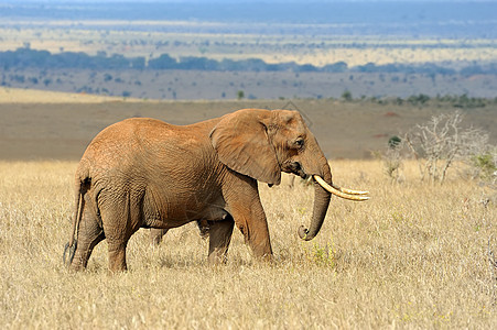 非洲热带草原大象濒危丛林獠牙食草树干动物皮肤象牙耳朵环境图片