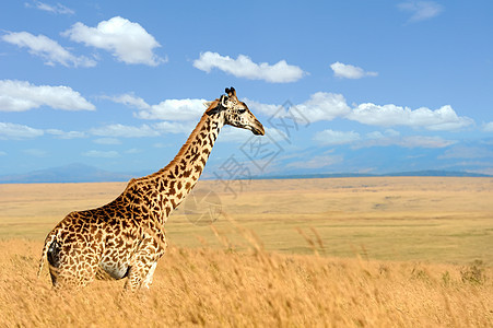 非洲热带草原的Giraffe天空食草国家毛皮耳朵旅行大草原脖子喇叭野生动物图片