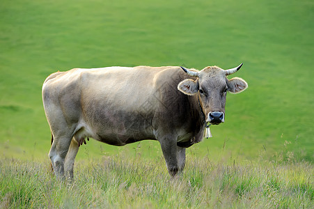 山地牧草上的牛群农田牛奶牧场农场草原爬坡奶制品动物风景环境图片