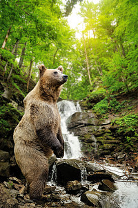 大棕熊 站在瀑布附近的岩石上危险动物群外套荒野食肉毛皮捕食者男性动物野生动物图片