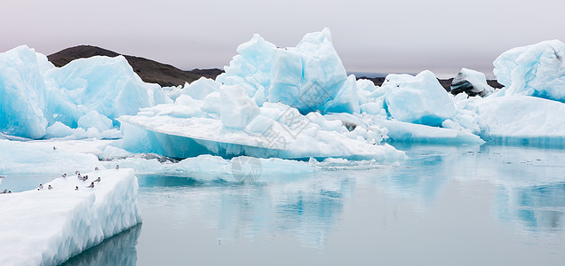 Jokulsarlon是冰岛东南部的一个大型冰川湖燕鸥冰山国家灾难环境寂寞湖泊船尾旅行野生动物图片