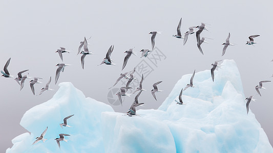 Jokulsarlon的鸟人 冰岛的一个大冰川湖冰山海景野生动物荒野燕鸥风景寂寞船尾国家湖泊图片