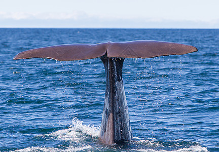 尾部的Sperm鲸鱼潜水海洋生物鲸蜡捕鲸水滴野生动物山脉哺乳动物尾巴动物飞溅图片